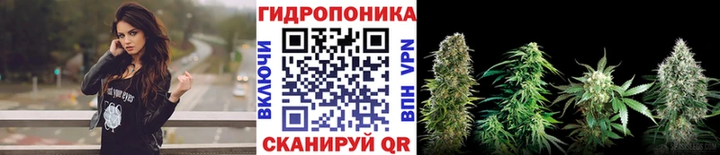 мега зеркало  купить наркотики сайты  Вольск  Конопля OG Kush 